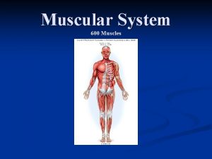 Muscular System 600 Muscles 3 types of muscles