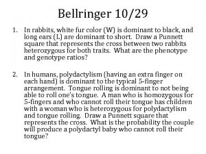 Bellringer 1029 1 In rabbits white fur color