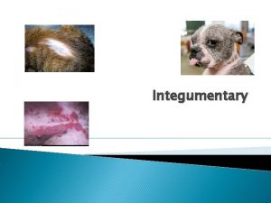 Integumentary Integumentary q Combining forms for skin q