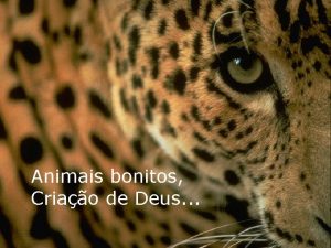 Animais bonitos Criao de Deus Animais bonitos com