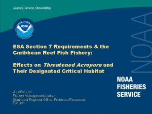 ESA Section 7 Requirements the Caribbean Reef Fishery