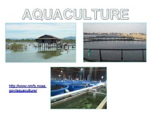 AQUACULTURE http www nmfs noaa govaquaculture AQUACULTURE Aquaculture