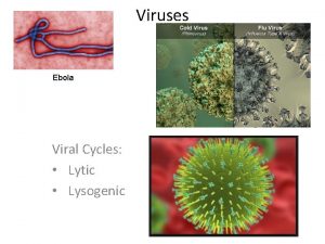 Viruses Ebola Viral Cycles Lytic Lysogenic A B