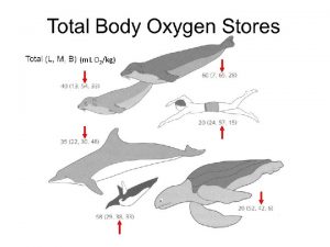 m L O 2kg Dwarf sperm whale Bottlenose