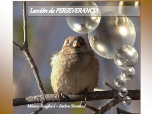 Leccin de PERSEVERANCIA Msica Songbird Barbra Streisand Te