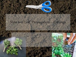 Stem and Leaf Propagation Cuttings Asexual Propagation Asexual