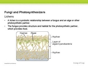 Fungi and Photosynthesizers Lichens A lichen is a