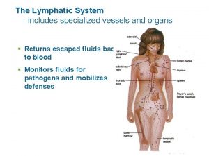 The Lymphatic System includes specialized vessels and organs