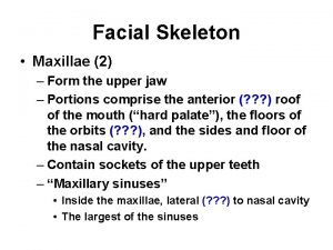 Facial Skeleton Maxillae 2 Form the upper jaw