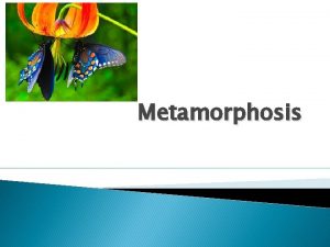 Metamorphosis Metamorphosis Metamorphosis refers to the way that