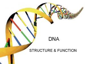 DNA STRUCTURE FUNCTION What is DNA DNA Deoxyribonucleic