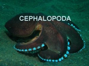 CEPHALOPODA Oko 650 recentnih i 13000 izumrlih vrsta