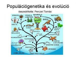 Populcigenetika s evolci sszelltotta Perczel Tams A populcik