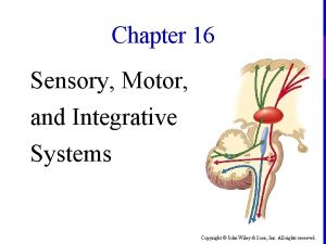 Chapter 16 Sensory Motor and Integrative Systems Copyright