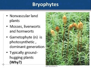 Bryophytes Nonvascular land plants Mosses liverworts and hornworts