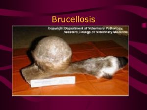 Brucellosis Shipping Fever TGE Pseudorabies Newcastle disease Parasites