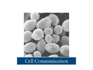 Cell Communication Communication Between Cells Yeast Cells Signaling
