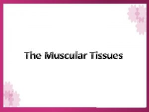 The Muscular Tissues The Muscular Tissues General characteristics