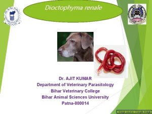 Dioctophyma renale Dr AJIT KUMAR Department of Veterinary