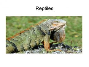 Reptiles Characteristics Reptiles dont have fur they have