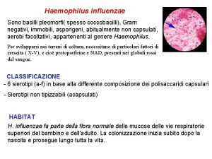 Haemophilus influenzae Sono bacilli pleomorfi spesso coccobacilli Gram