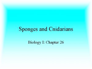 Sponges and Cnidarians Biology I Chapter 26 The