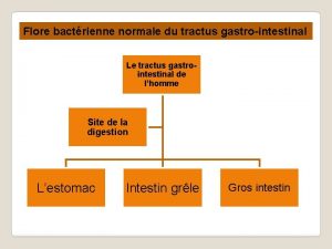 Flore bactrienne normale du tractus gastrointestinal Le tractus