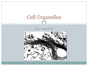 Cell Organelles CELL PARTS II Lysosomes Membrane bound
