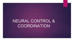 NEURAL CONTROL COORDINATION HUMAN NEURAL SYSTEM The human