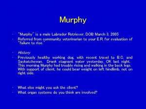 Murphy Murphy is a male Labrador Retriever DOB