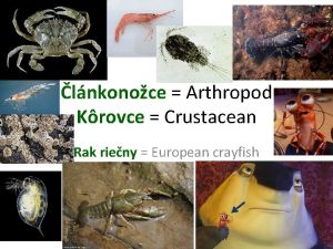 lnkonoce Arthropod Krovce Crustacean Rak rieny European crayfish