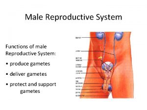 Male Reproductive System Functions of male Reproductive System