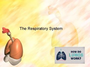 The Respiratory System System Overview Includes tubes that