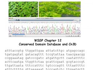 WSSP Chapter 12 Conserved Domain Database and Cn