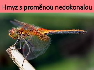 Hmyz s promnou nedokonalou Hmyz s promnou dokonalou