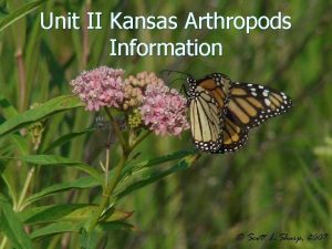 Unit II Kansas Arthropods Information Introduction to Arthropods