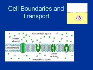 Cell Boundaries and Transport Objectives Explain the role