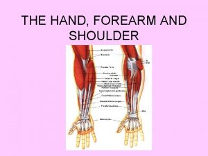 THE HAND FOREARM AND SHOULDER 14 Phalanges2 in