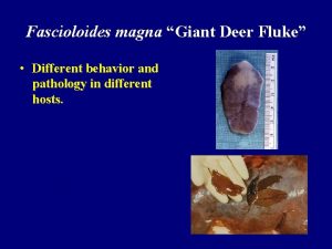 Fascioloides magna Giant Deer Fluke Different behavior and