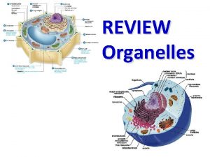 REVIEW Organelles Contains chlorophyll Chloroplast Provides support and