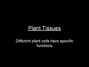 Plant Tissues Different plant cells have specific functions