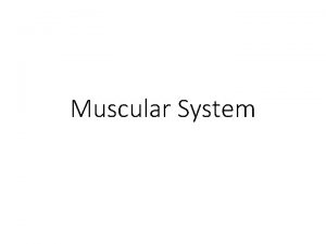 Muscular System Latin Root Words Latin Root Word