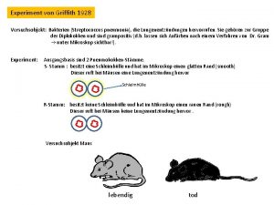 Experiment von Griffith 1928 Versuchsobjekt Bakterien Streptococcus pneumonia