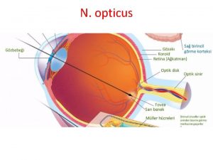 N opticus N opticus N OPTICUS CN 2