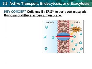3 5 Active Transport Endocytosis and Exocytosis KEY