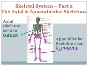 Skeletal System Part 2 The Axial Appendicular Skeletons