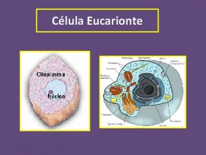 Clula Eucarionte Clula Procarionte Ncleo Ncleo Envelope Nuclear
