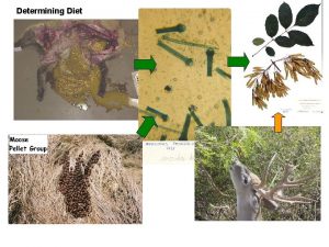 Determining Diet Spring Autumn Micronutrients Natural Salt Licks