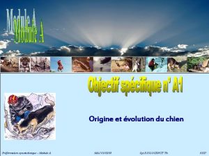 Origine et volution du chien Prformation cynotechnique Module