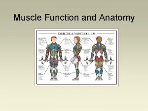 Muscle Function and Anatomy Muscle Architecture Muscle Cell
